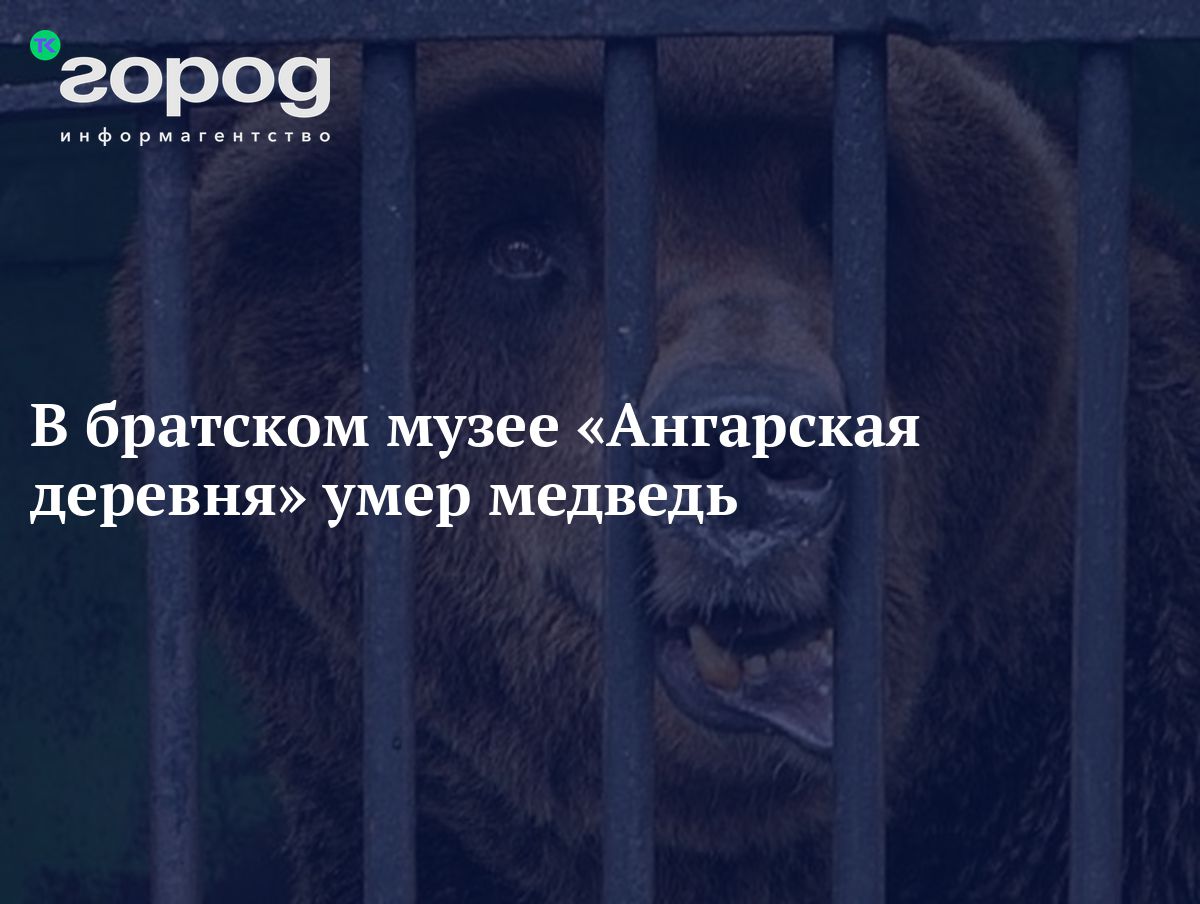 В братском музее «Ангарская деревня» умер медведь