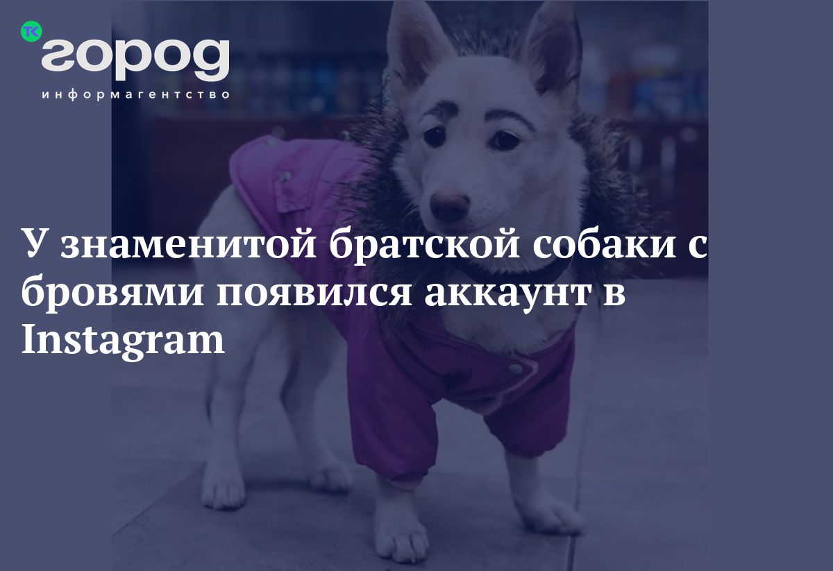 У знаменитой братской собаки с бровями появился аккаунт в Instagram