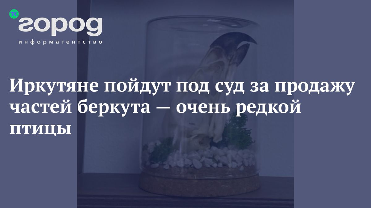 Иркутяне пойдут под суд за продажу частей беркута — очень редкой птицы