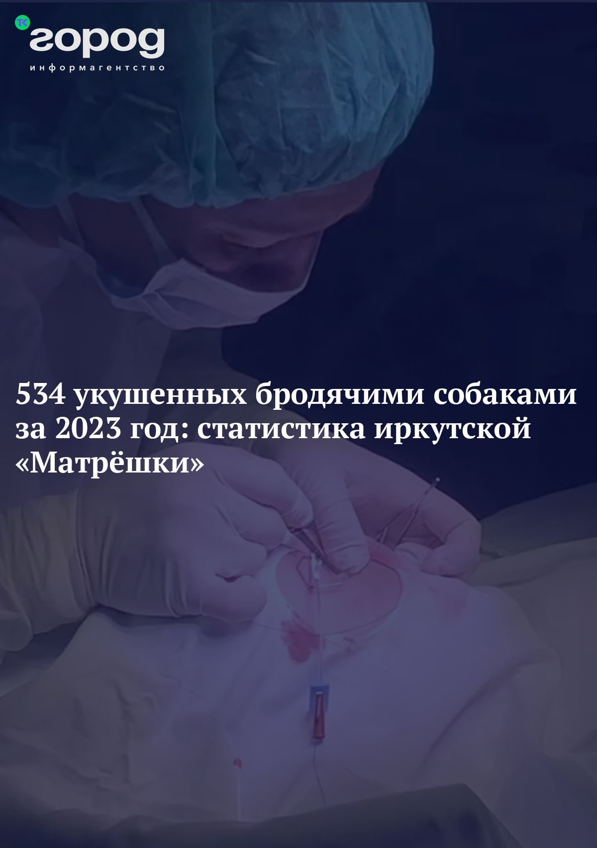 534 укушенных бродячими собаками за 2023 год: статистика иркутской  «Матрёшки»