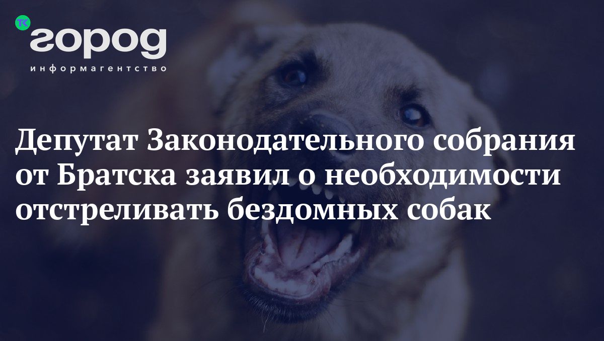 Депутат Законодательного собрания от Братска заявил о необходимости  отстреливать бездомных собак