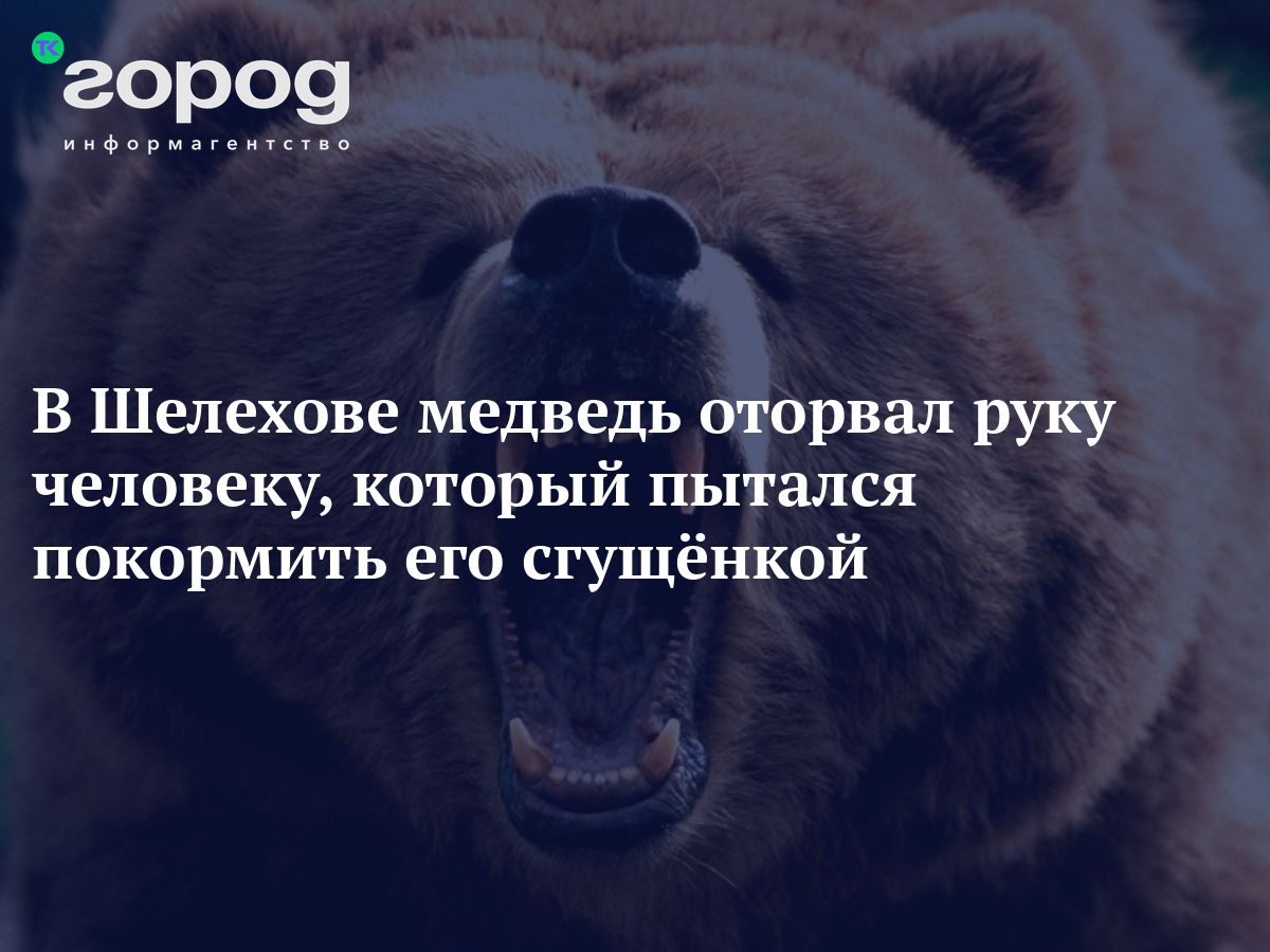 В Шелехове медведь оторвал руку человеку, который пытался покормить его  сгущёнкой