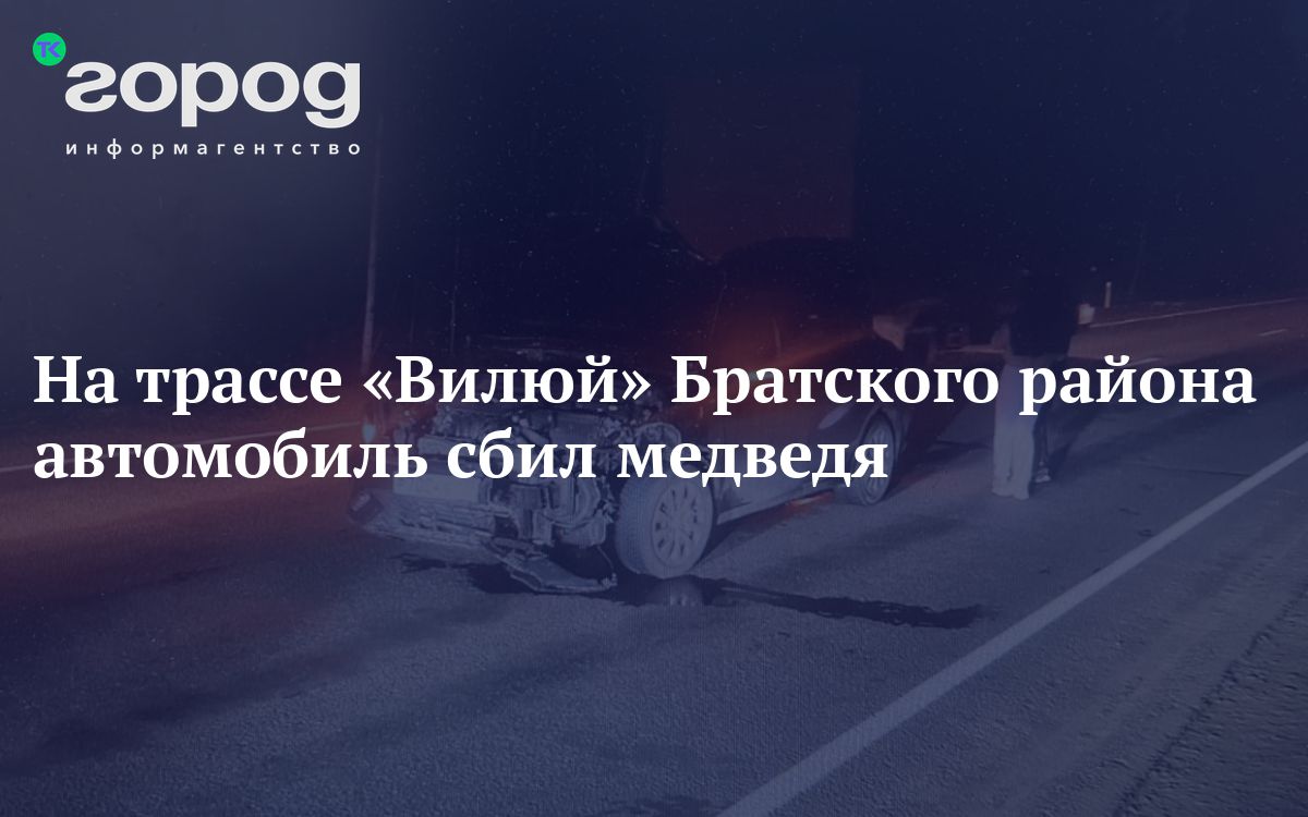 На трассе «Вилюй» Братского района автомобиль сбил медведя