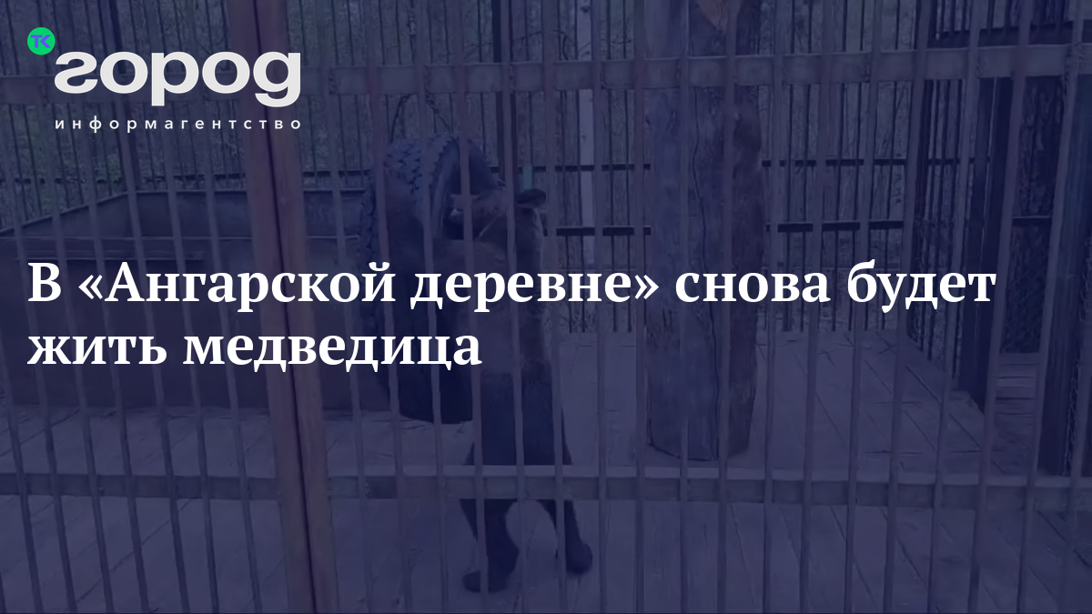 В «Ангарской деревне» снова будет жить медведица