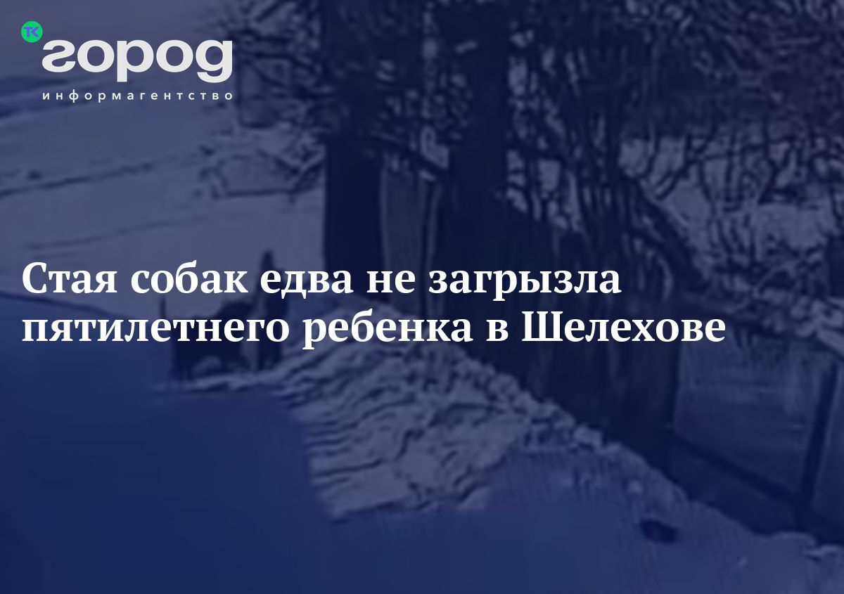 Стая собак едва не загрызла пятилетнего ребенка в Шелехове