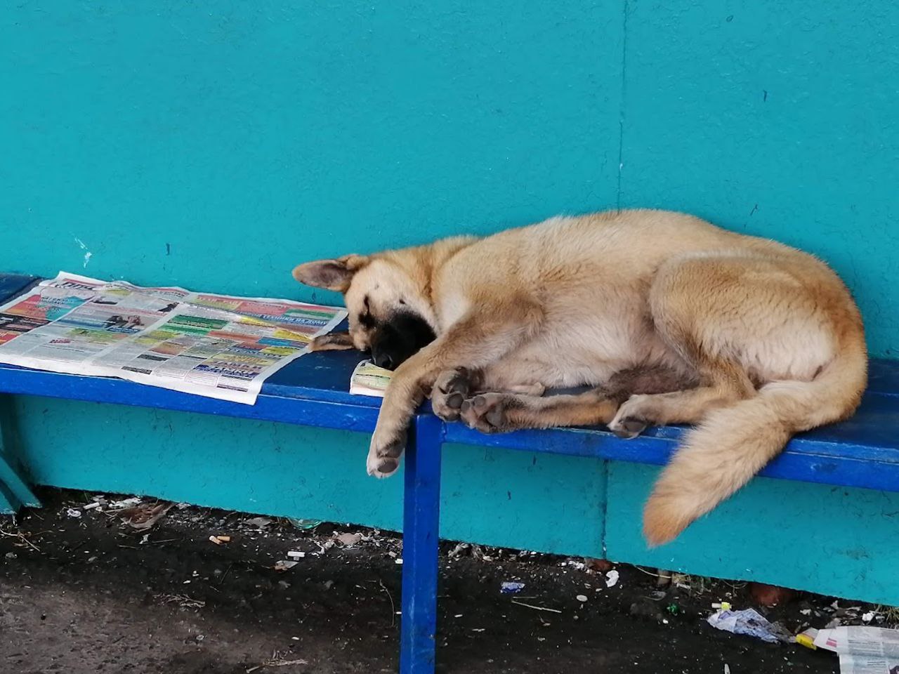 Депутат Госдумы обвинил мэра Бодайбо в публичном призыве к уголовному ...