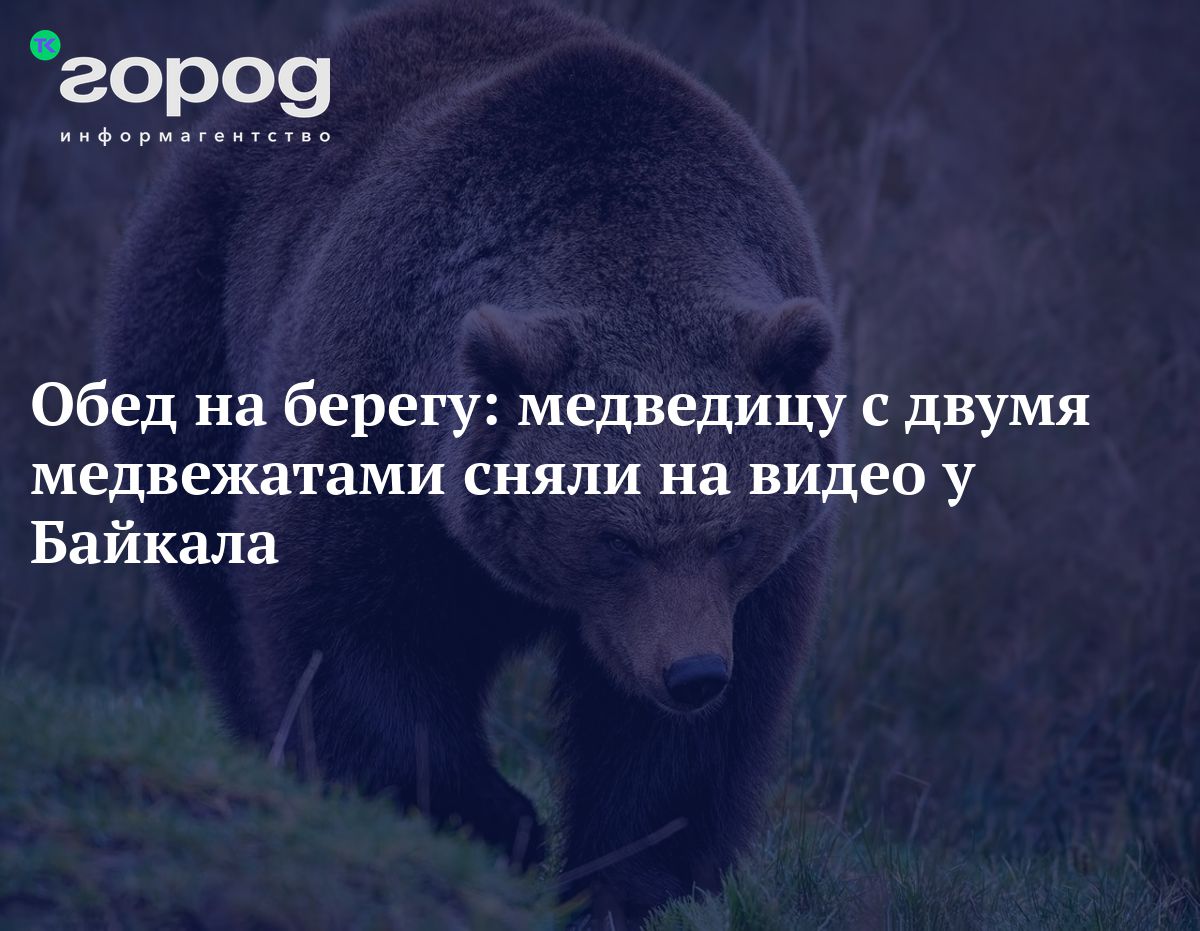 Обед на берегу: медведицу с двумя медвежатами сняли на видео у Байкала