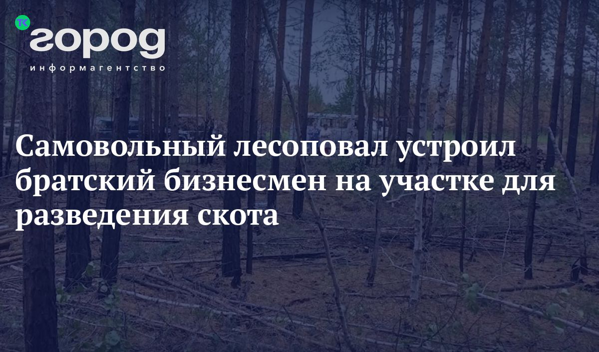 Самовольный лесоповал устроил братский бизнесмен на участке для разведения  скота