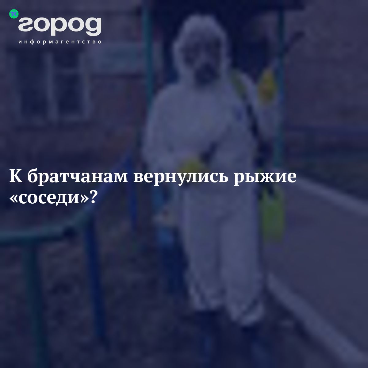 К братчанам вернулись рыжие «соседи»?