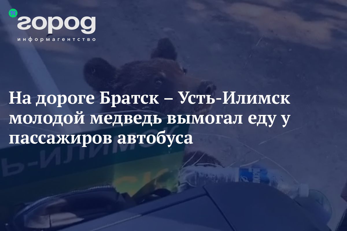 На дороге Братск – Усть-Илимск молодой медведь вымогал еду у пассажиров  автобуса