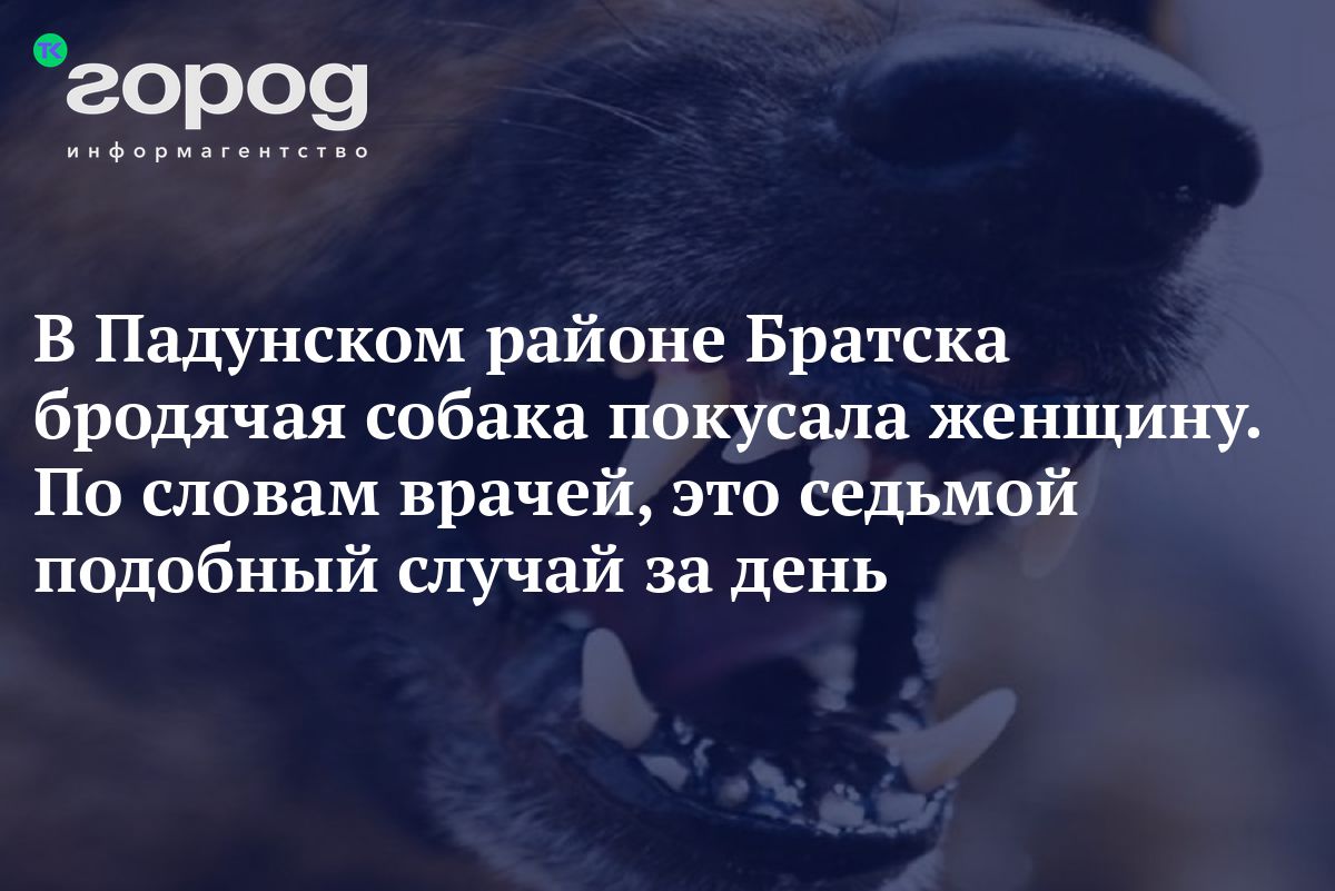 В Падунском районе Братска бродячая собака покусала женщину. По словам  врачей, это седьмой подобный случай за день