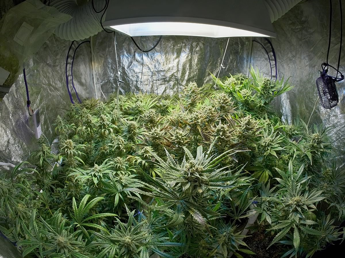 Конопля и выращивание марихуаны условиях конопля кипр