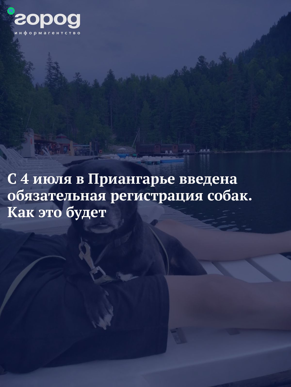 С 4 июля в Приангарье введена обязательная регистрация собак. Как это будет