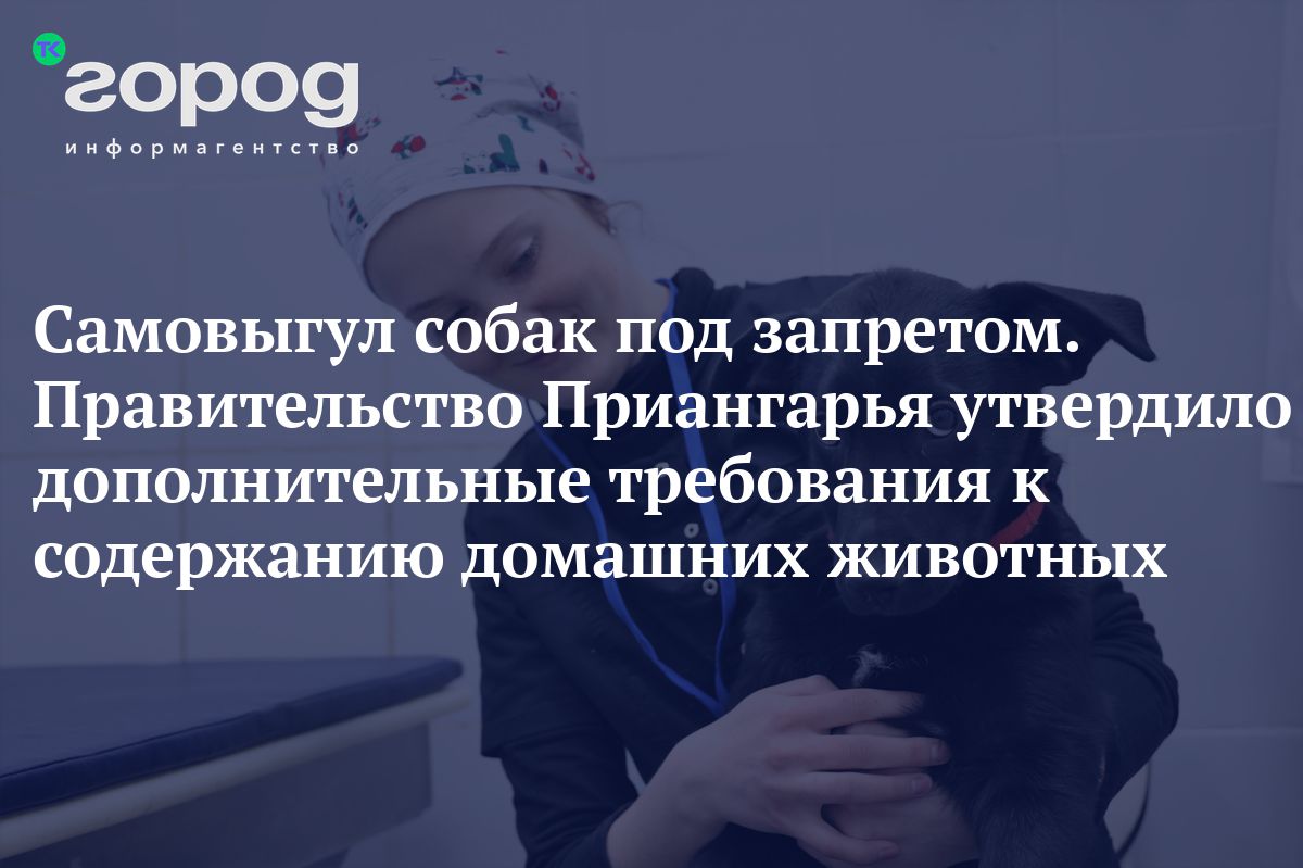 Самовыгул собак под запретом. Правительство Приангарья утвердило  дополнительные требования к содержанию домашних животных