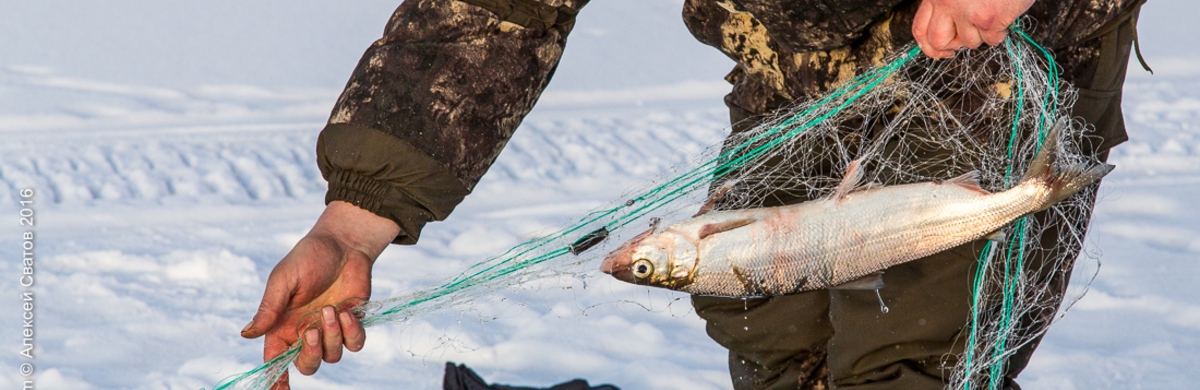 Ограничения на вылов рыбы - актуальные правила и регуляции